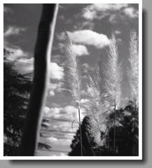 晩秋の空に、もふもふ…