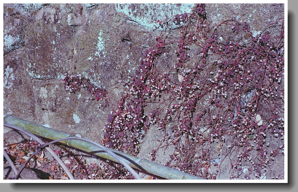 石垣に咲く小さな花