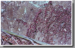 石垣に咲く小さな花