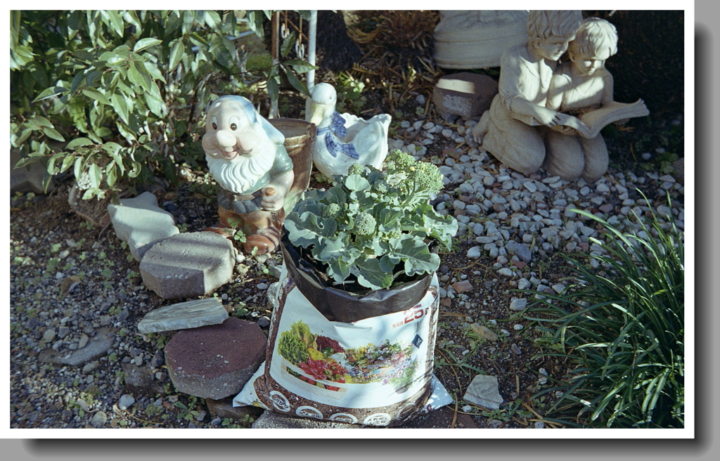 妻のカリフラワー