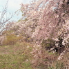 野に咲き枝垂れる桜かな