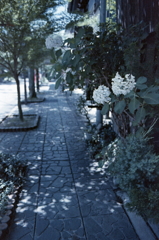 華厳寺参道の紫陽花