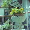 黄色いお花