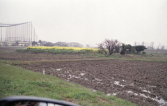 雨の日に通りかかりの菜の花畑