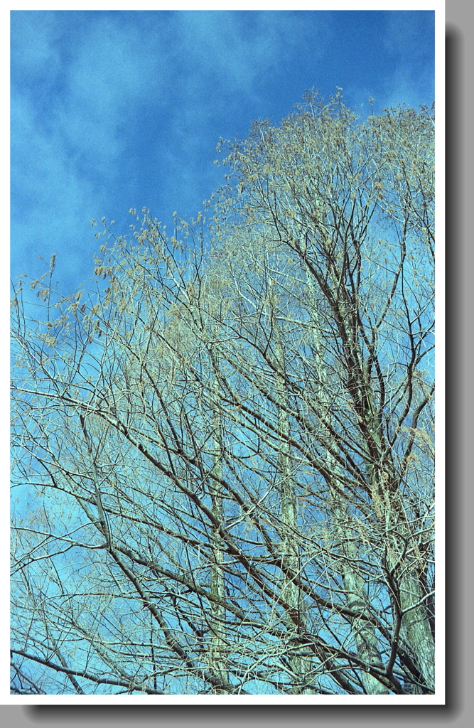 コダックカラーの空と樹木