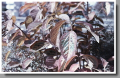 グリーンからブラウンへのグラデーション