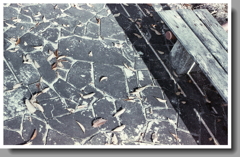 単なる…ベンチ前（苦笑