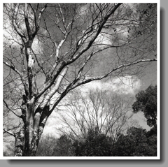 見上げると冬景色…