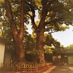 二本の大楠木