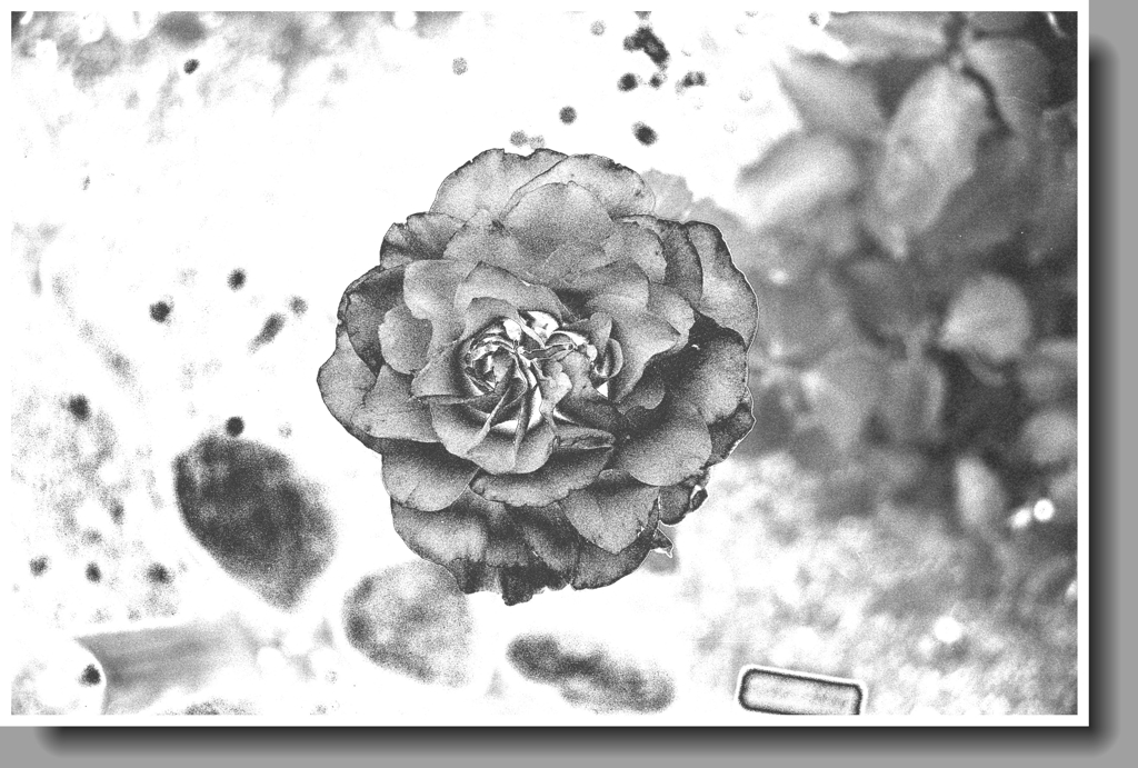 フィルムデジタルの花