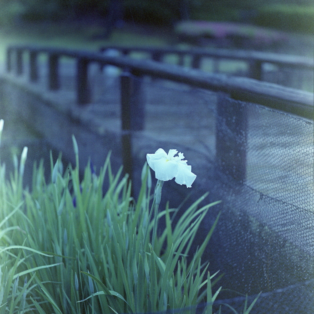 雨風のワンショット