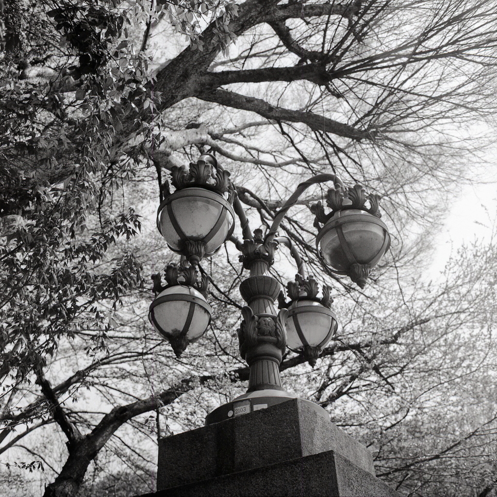 大津橋の橋燈