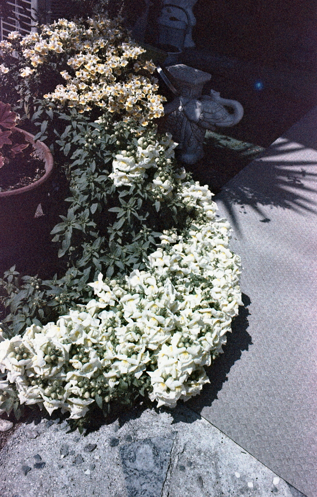 玄関先に張出す花
