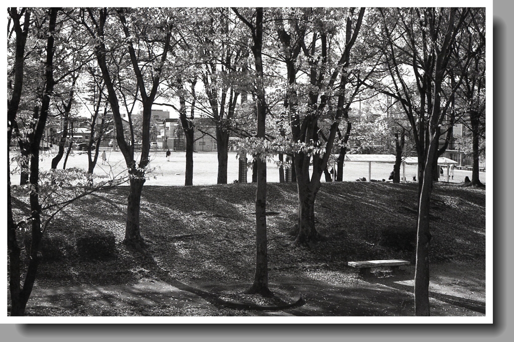 木々から漏れる草野球