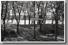 木々から漏れる草野球