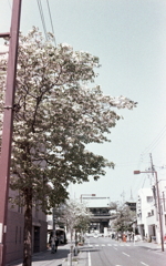 参道のハナミズキ