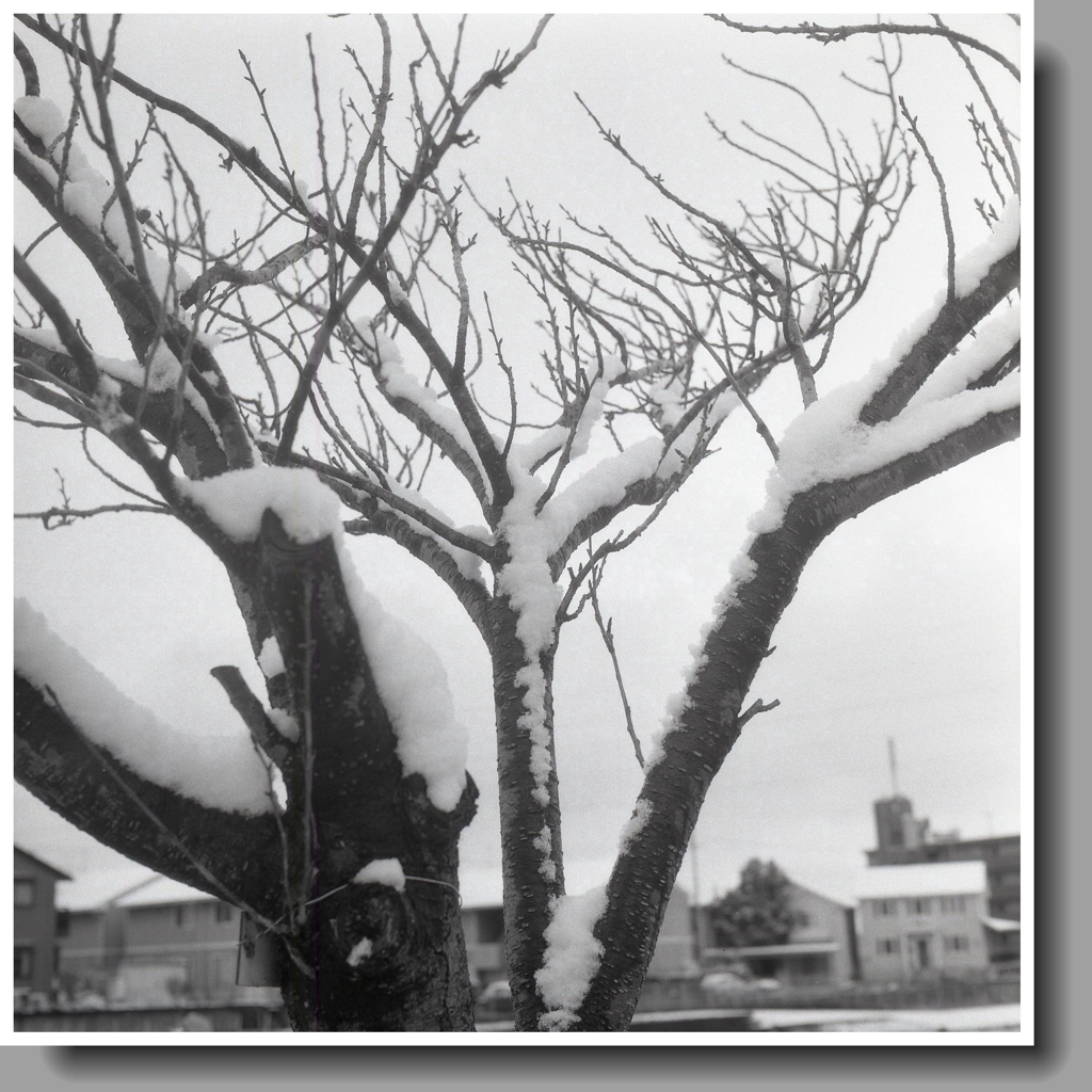 雪つもる八重桜の木