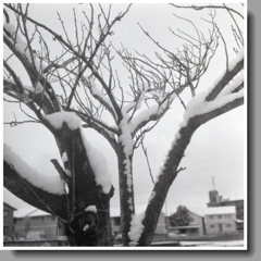 雪つもる八重桜の木
