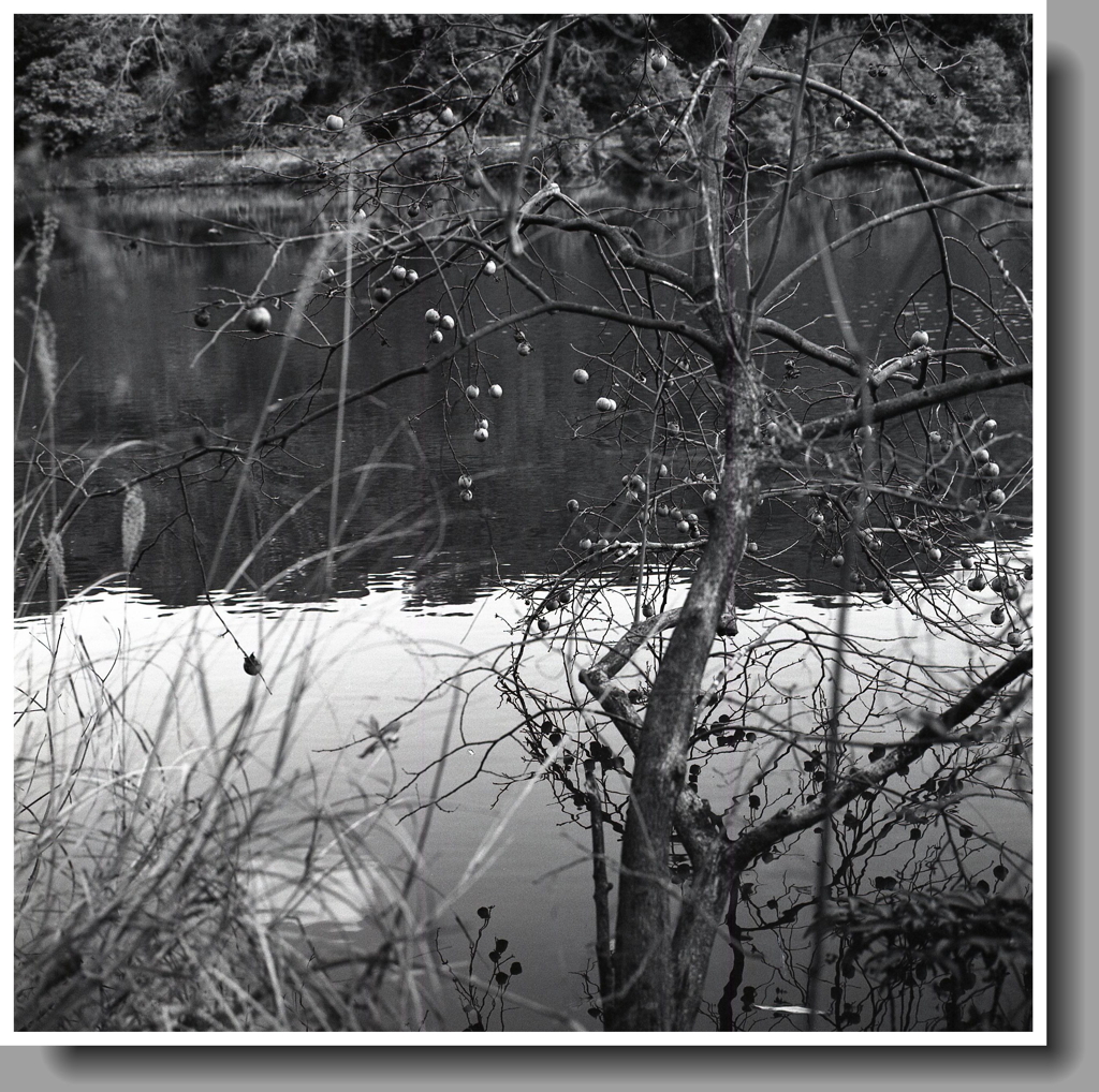 鳥餌に水上の柿