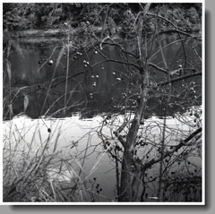 鳥餌に水上の柿