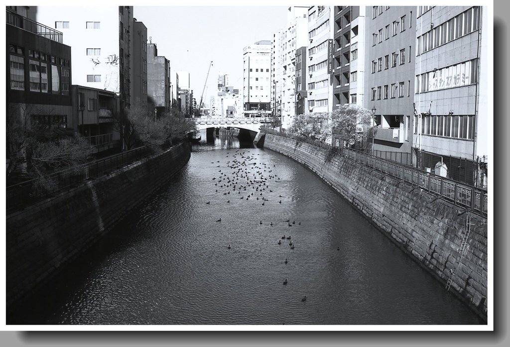 納屋橋から鵜の群がる堀川風景 by EOSKISS