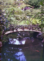 池の小橋に紅白の鯉
