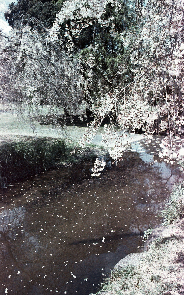 桜色に色づく小川Ⅱ
