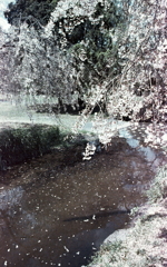 桜色に色づく小川Ⅱ