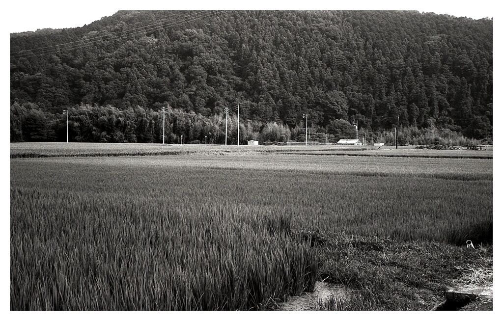 緑の匂い