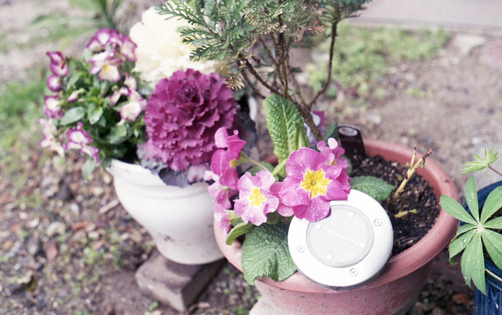 玄関口の花