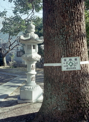 保存樹と石灯篭