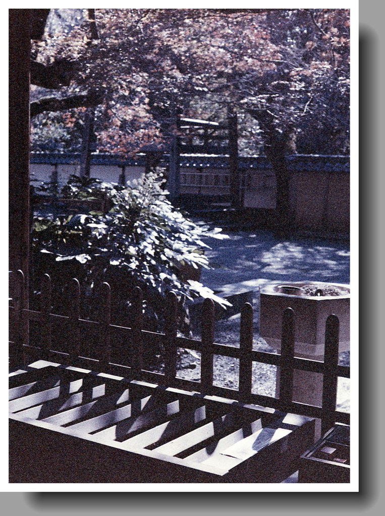 本堂からのアングル