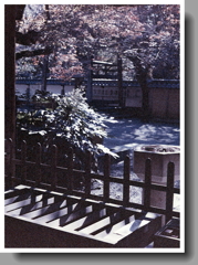 本堂からのアングル