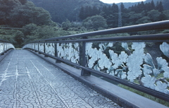 桜の橋をひとり渡る