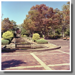 色づき始めるカナール