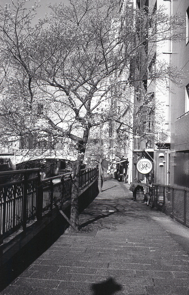 冬桜の遊歩道