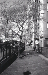 冬桜の遊歩道