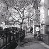 冬桜の遊歩道