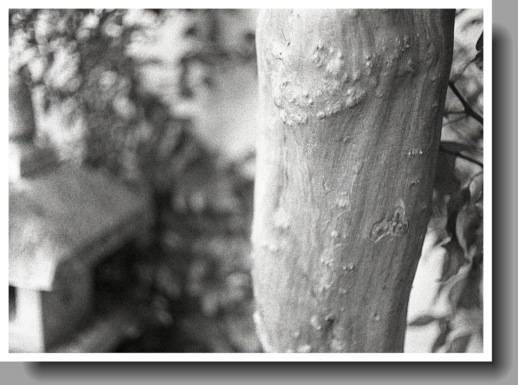 さるすべりはつるつるです。