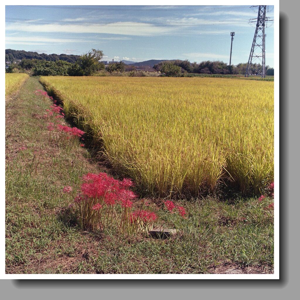 黄金色の稲穂に赤い曼殊沙華
