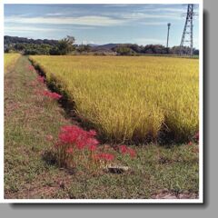 黄金色の稲穂に赤い曼殊沙華