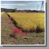 黄金色の稲穂に赤い曼殊沙華