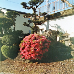 庭に咲いた赤玉