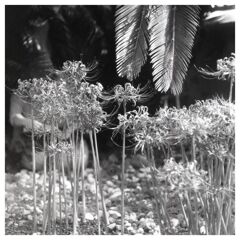 オルソフィルムで赤い曼殊沙華