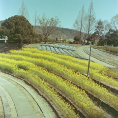四季の森で菜の花とネモフィラの風景
