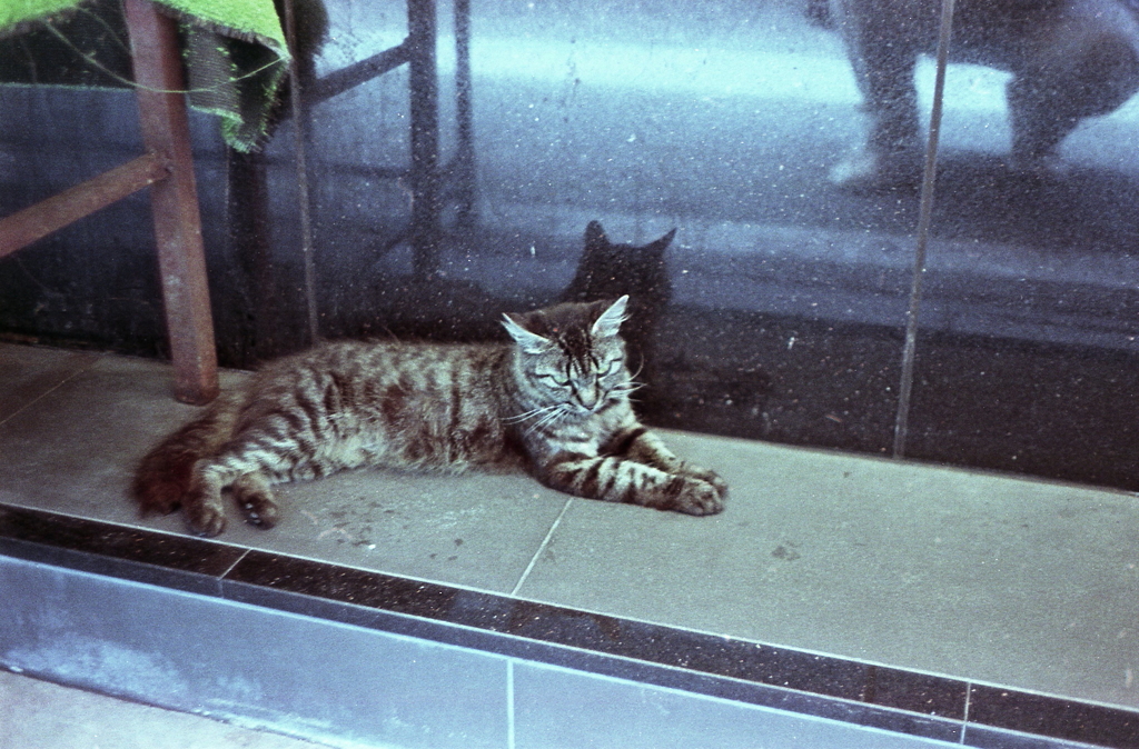考える猫
