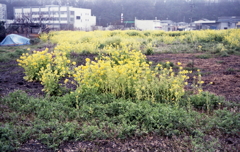 ぬかるみにずぶずぶと撮った平凡な菜の花ショット（笑