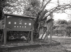 王子バラ園