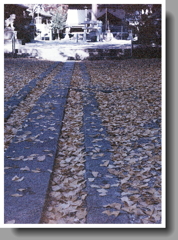 参道の銀杏の葉 ~縦写