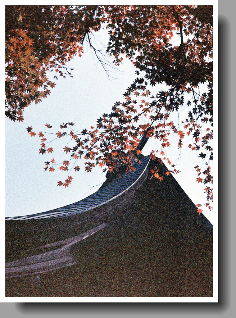 見上げるとまだらもみじ